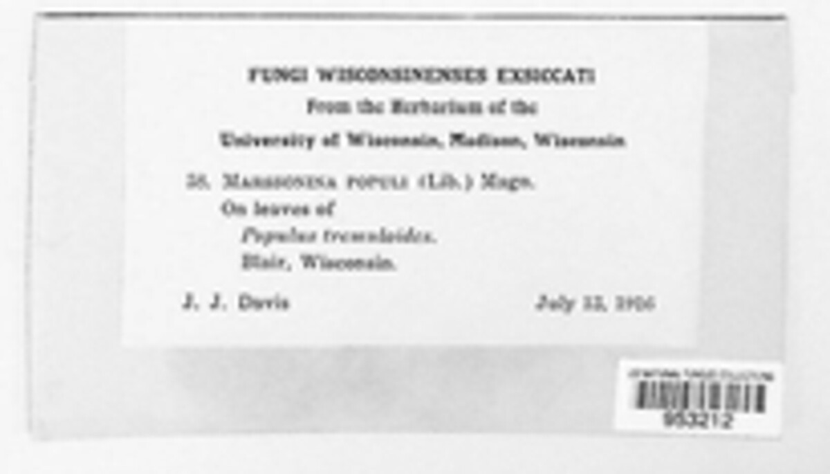 Drepanopeziza populi image